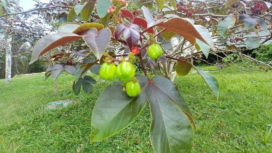 Bauchige Brechnuss