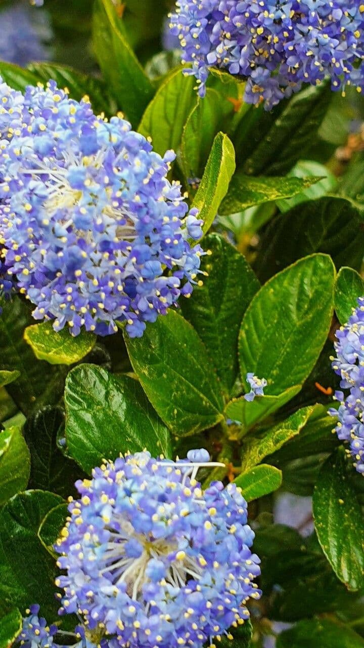 Ceanothus thyrsiflorus 16
