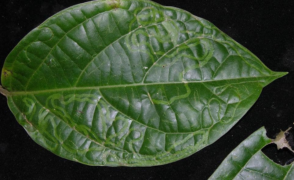 Jubelina 7