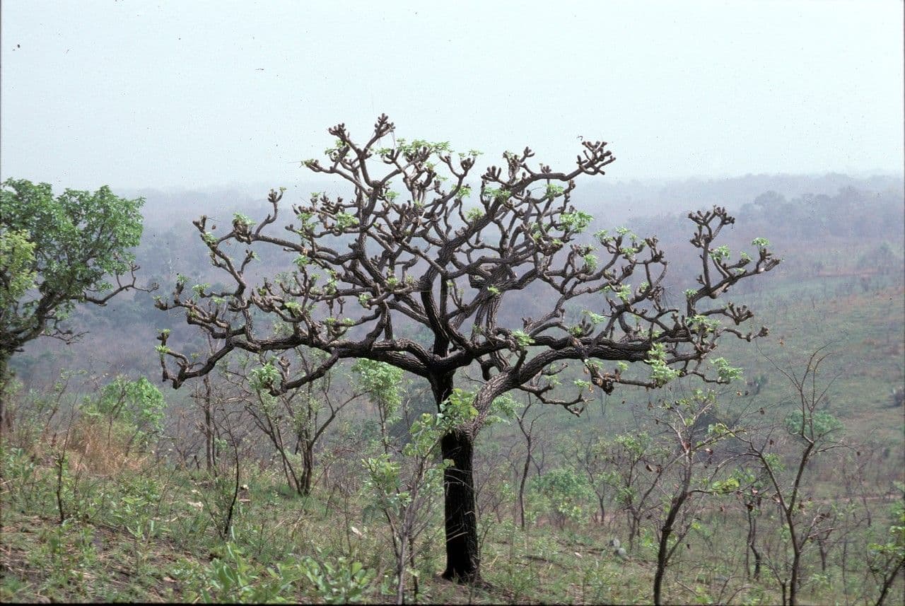 Cussonia
