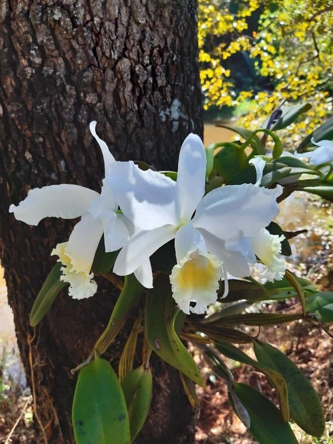 Cattleya