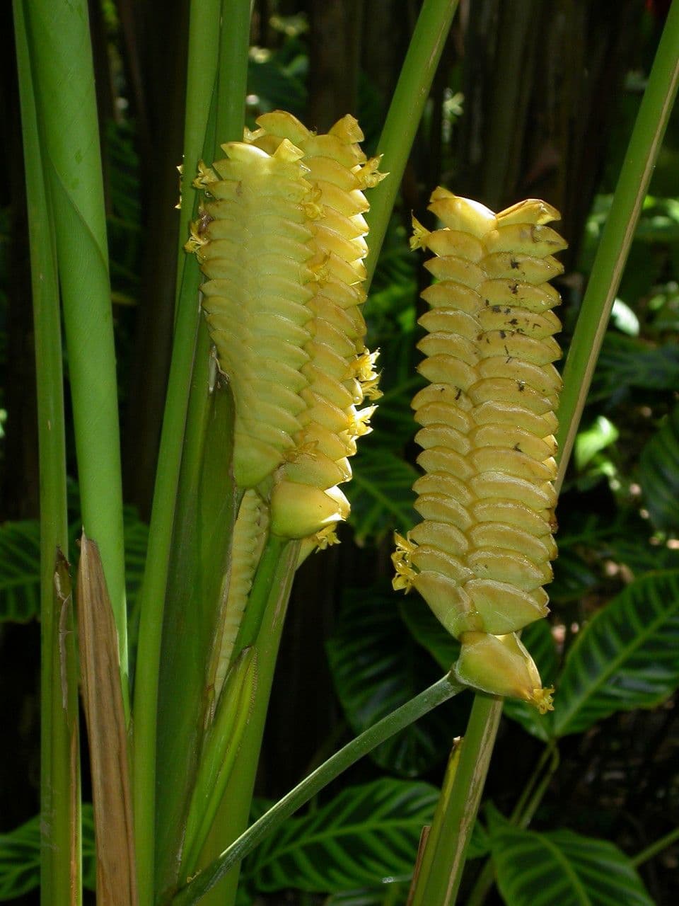 Marantka 6