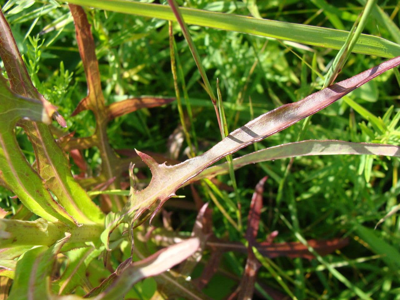 Lactuca 19