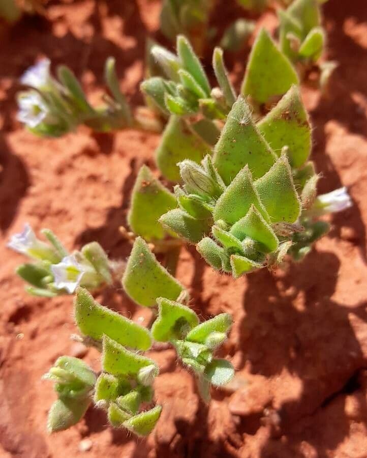 Sclerophylax 7