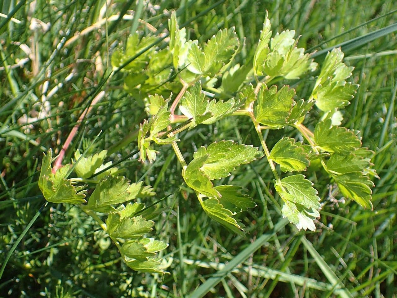 Berg-Haarstrang 8
