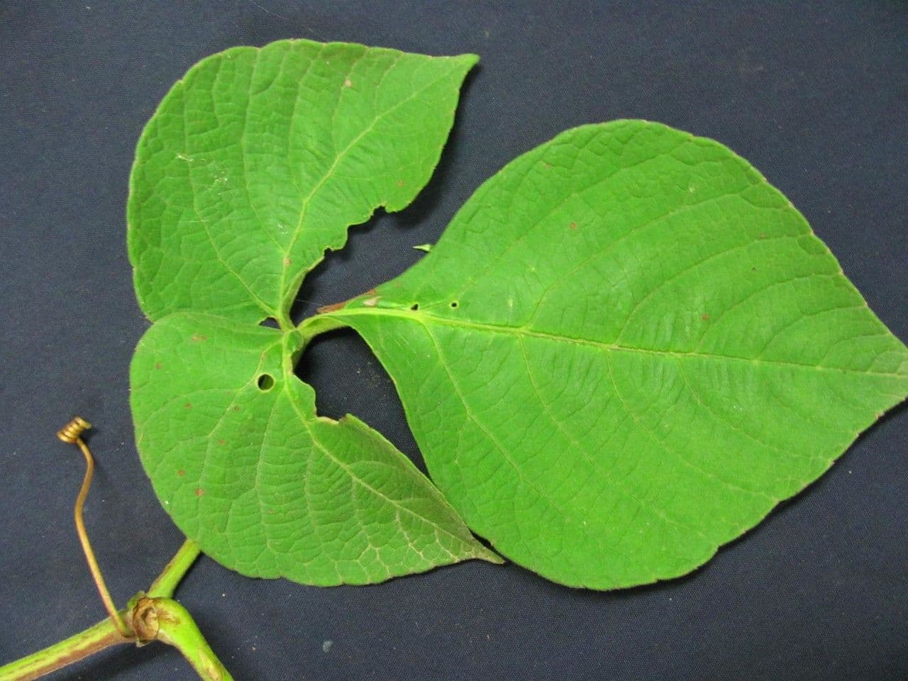 Kleinfruchtige Cissus 7