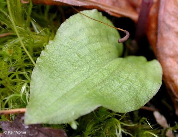 Calypso bulbosa 15