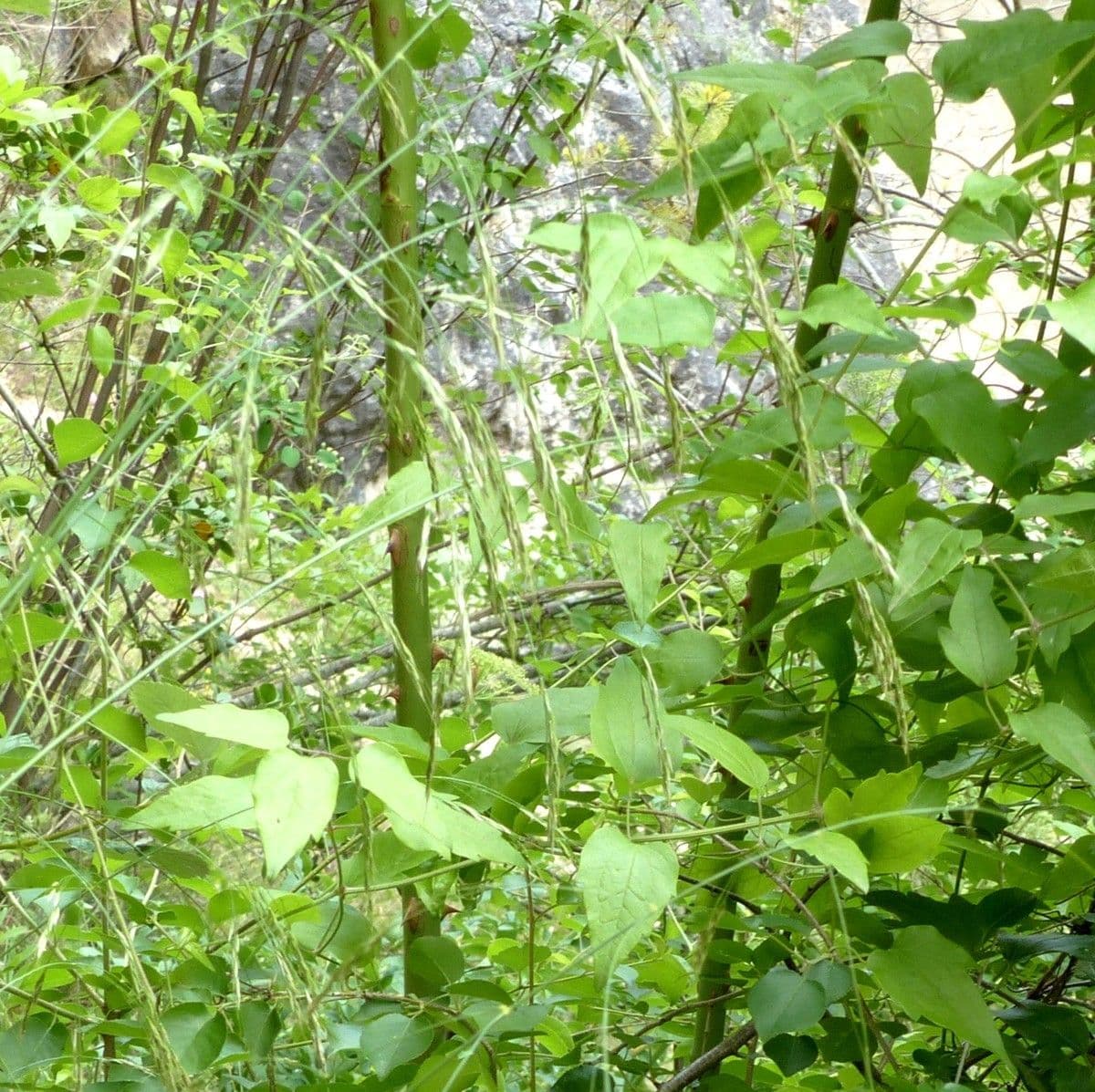 Achnatherum paradoxum 10