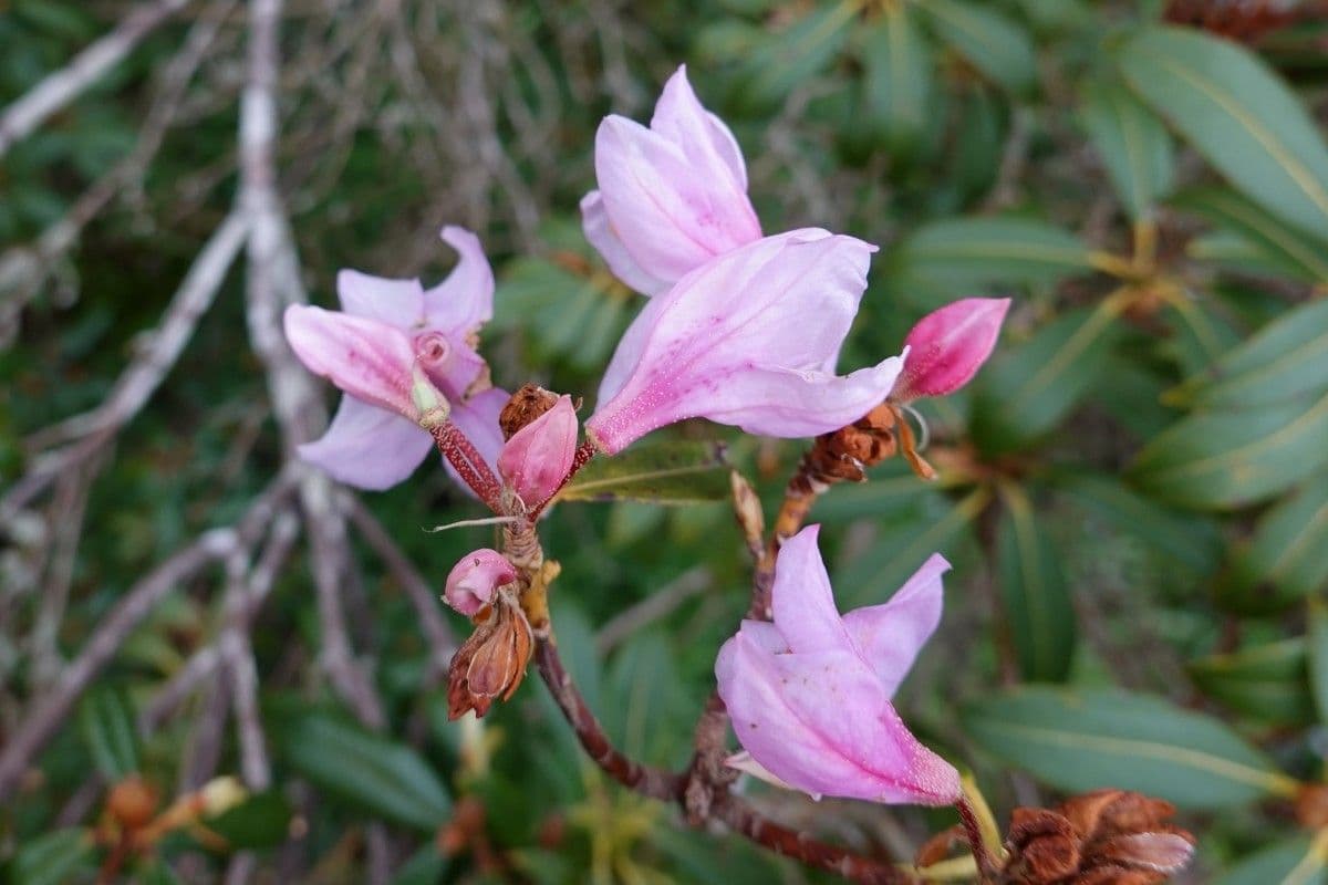 Rododendro 14