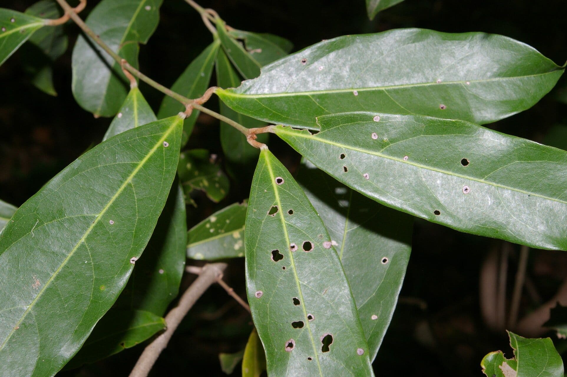 Heteropterys 6