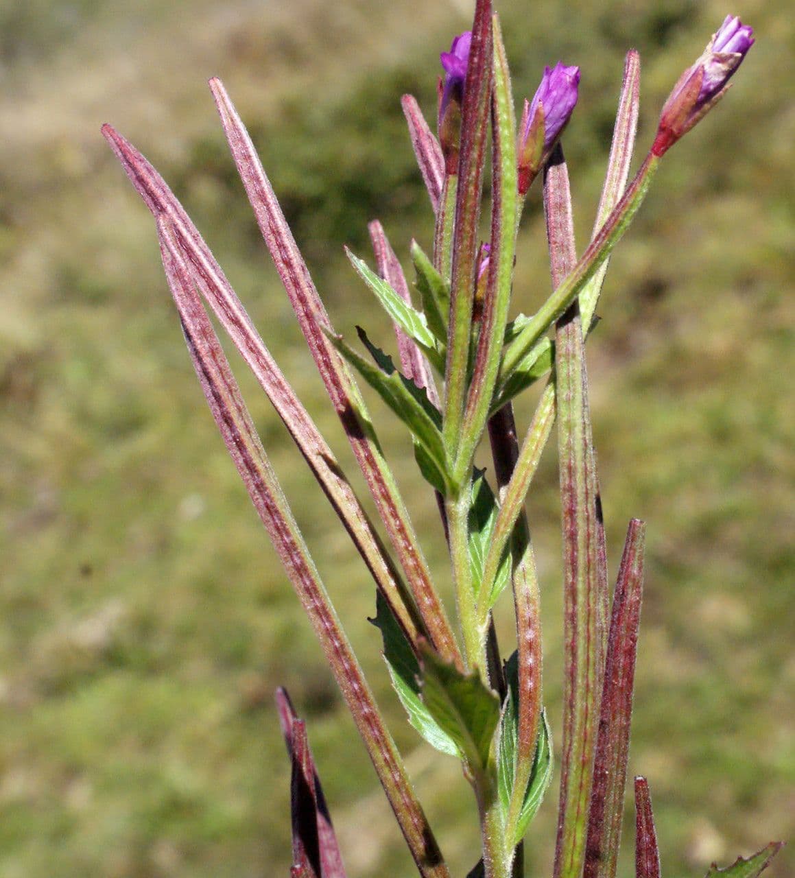 Epilobium alpestre 4