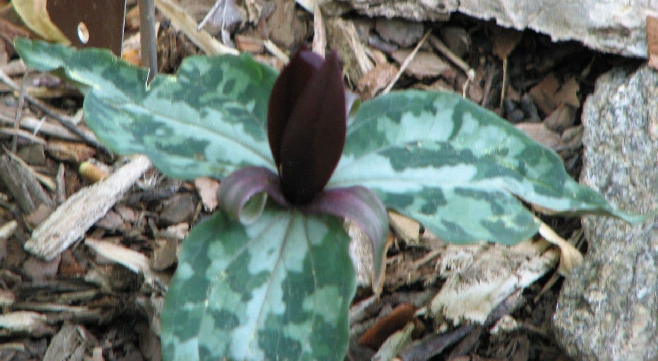 Trillium underwoodii 2