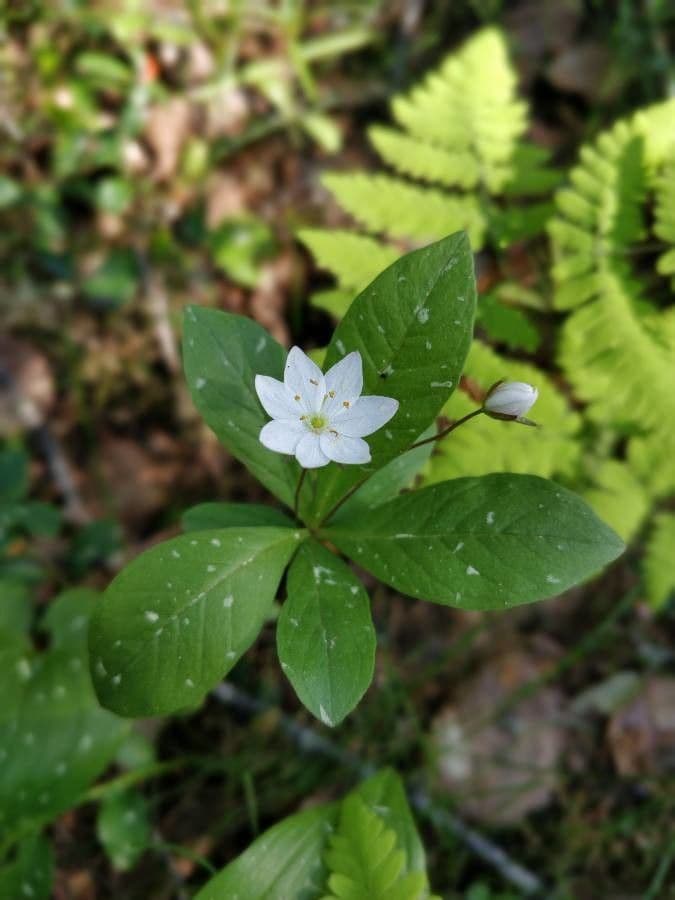 Trientalis 10