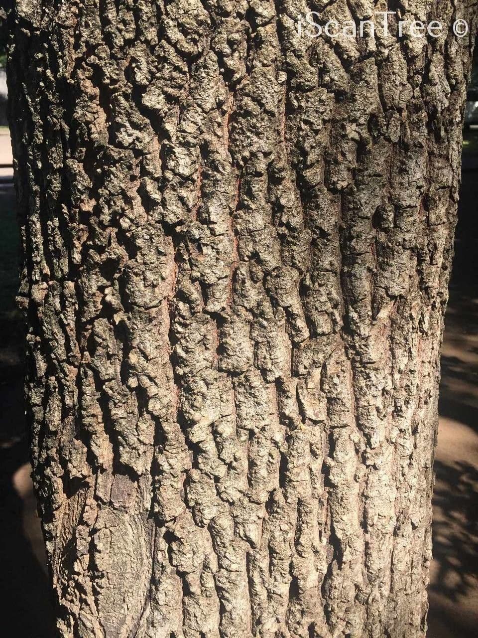 Berchemia discolor 11