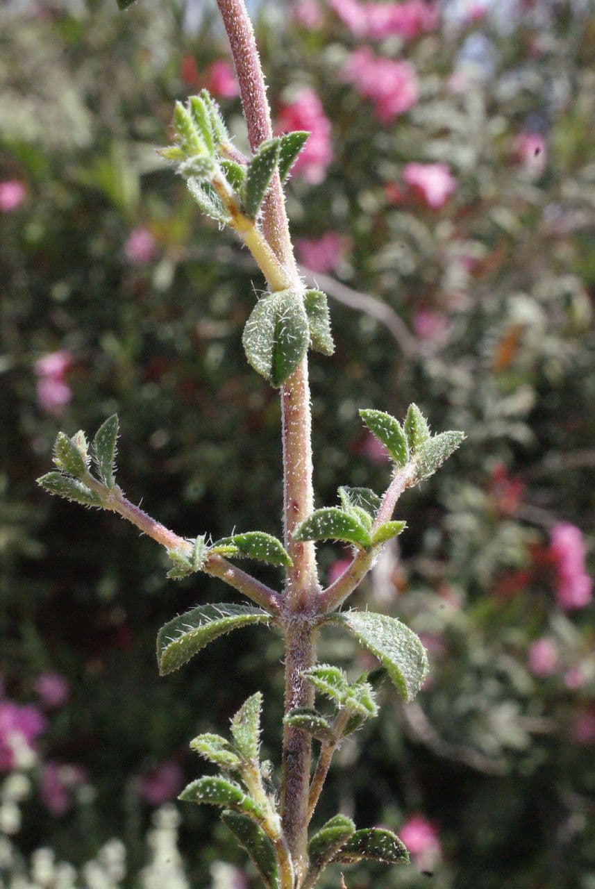 Saturejka thymbra 17