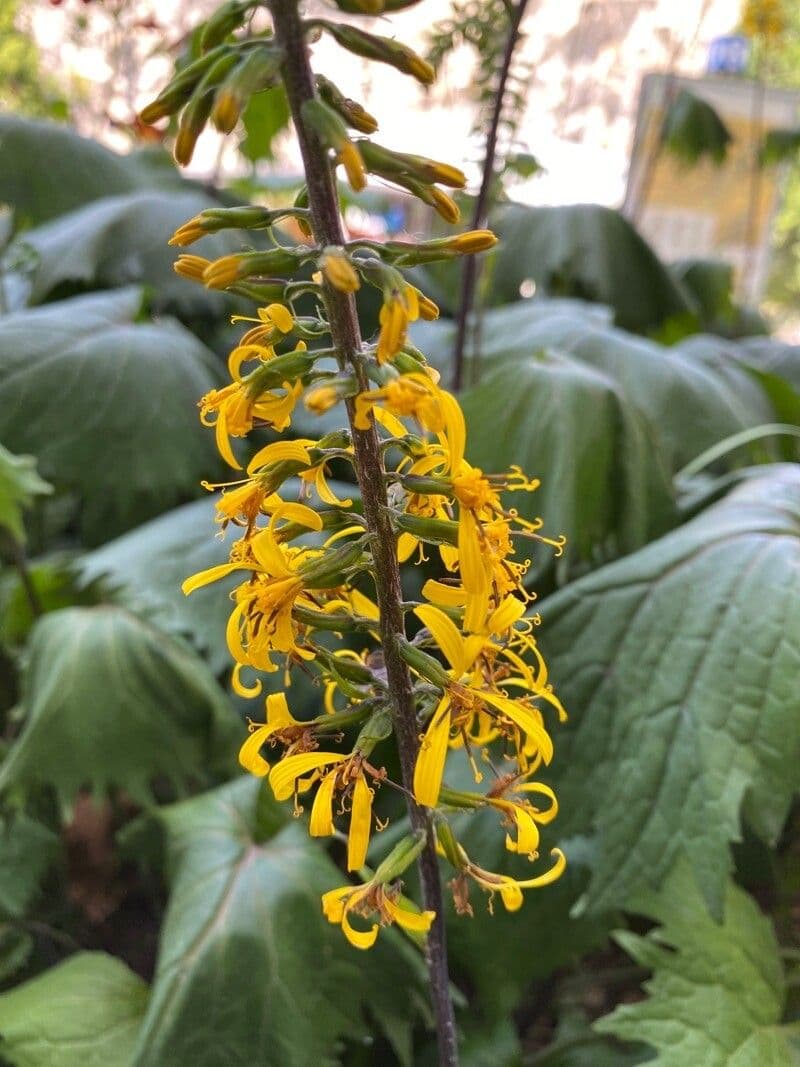 Ligularia 2