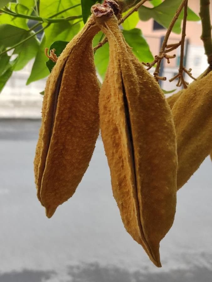 Brachychiton 5