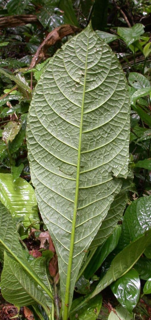 Aphelandra 8
