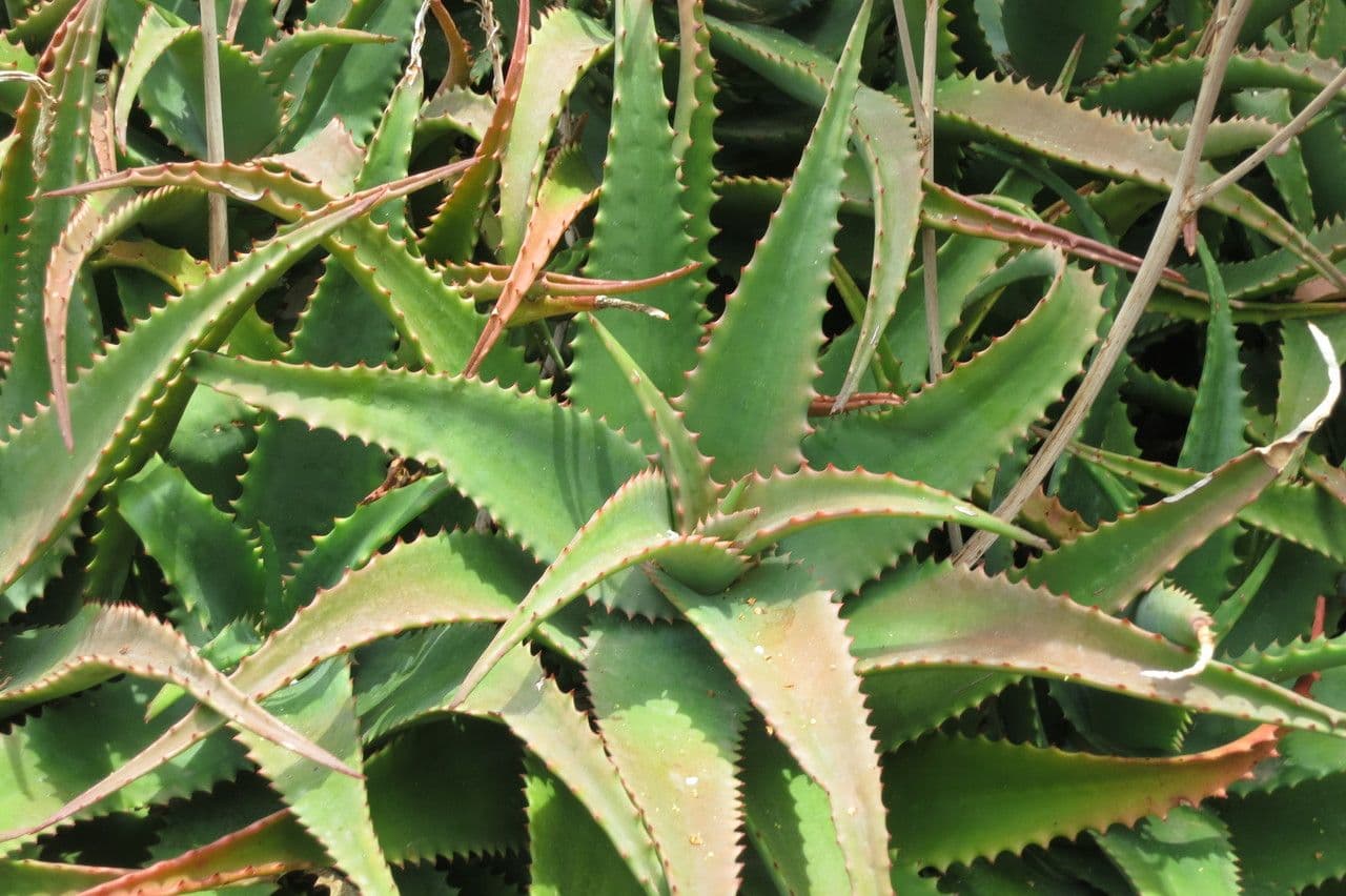 Aloe 9