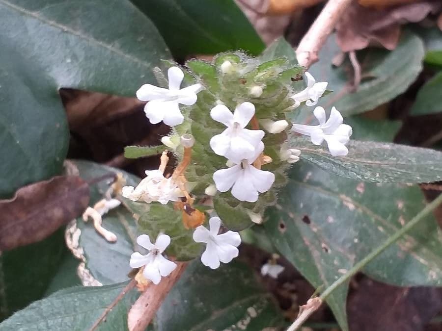 Phaulopsis imbricata