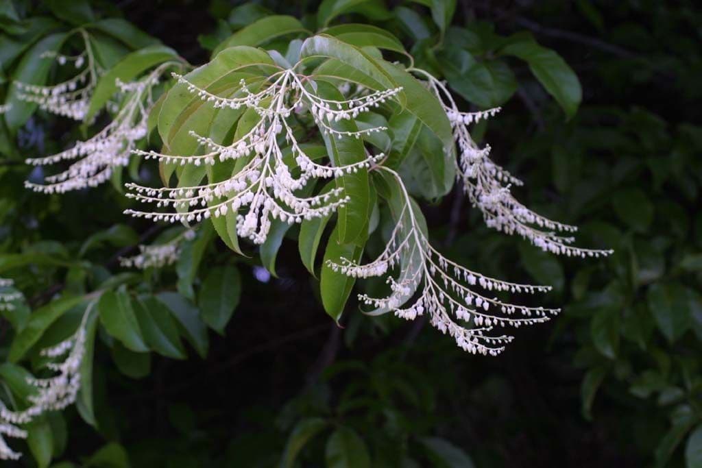 Oxydendrum 10
