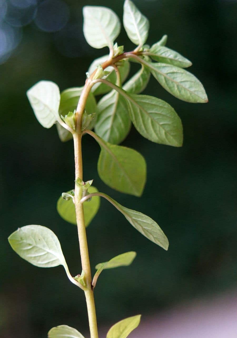 Isnardia 9