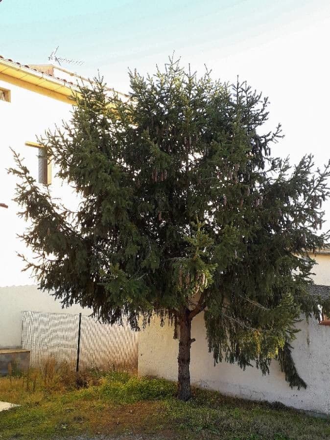 Abete rosso 15