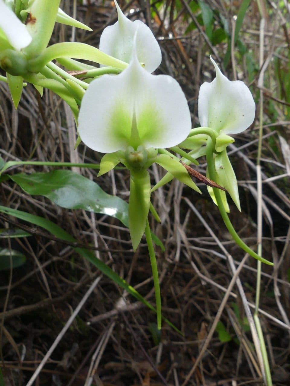 Angraecum eburneum 6