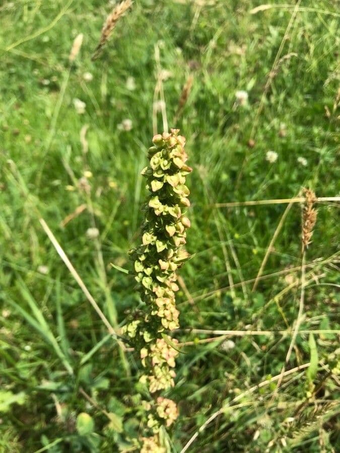 Acetosa aquitana 7