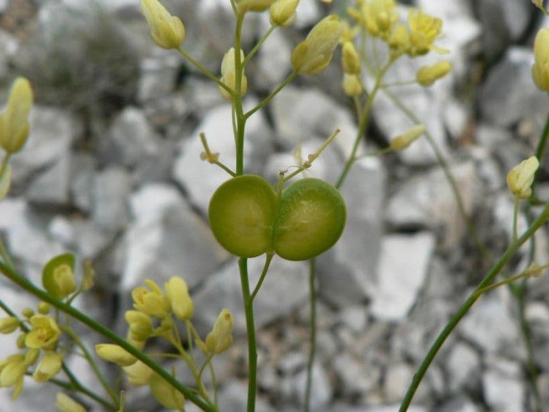 Biscutella valentina 5