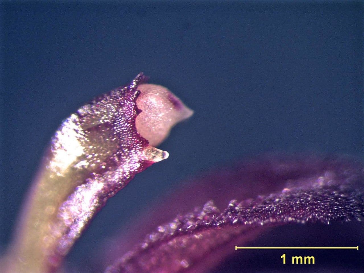Specklinia 7