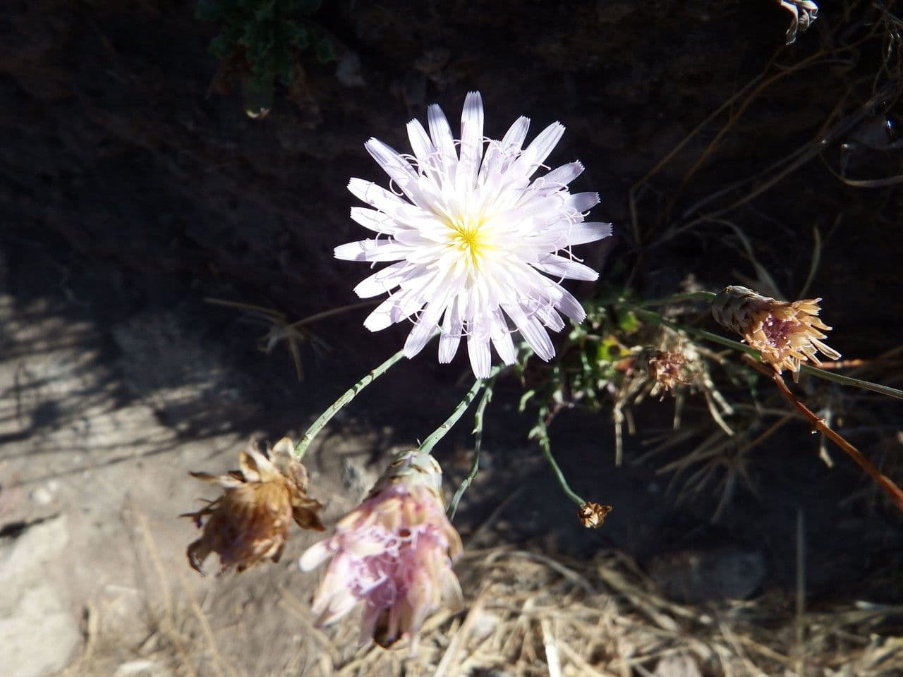 Pinaropappus roseus 8