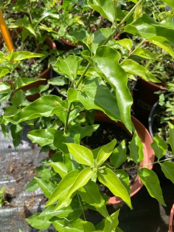 Jasmin multiflore 11