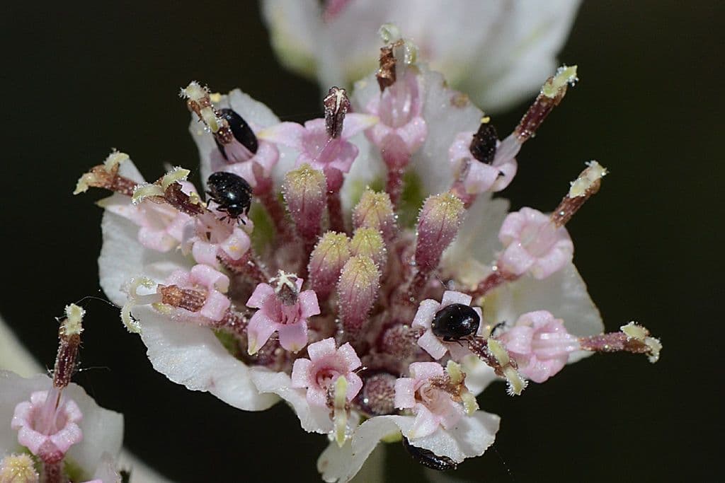 Hymenopappus artemisiifolius
