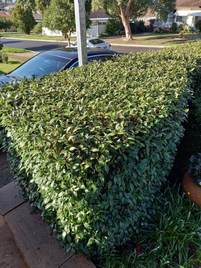 Syzygium paniculatum 18