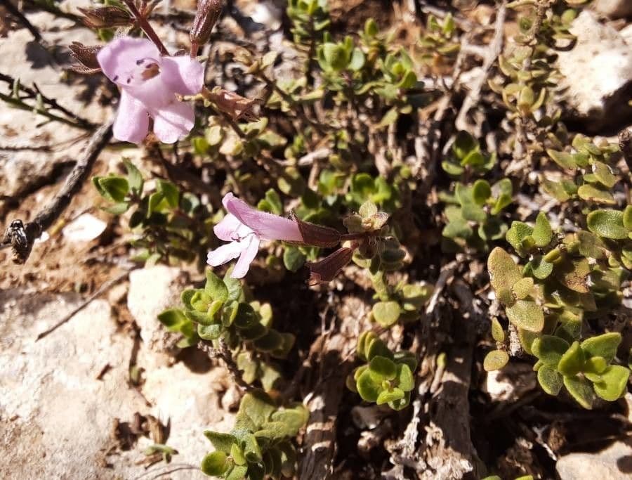Micromeria marginata