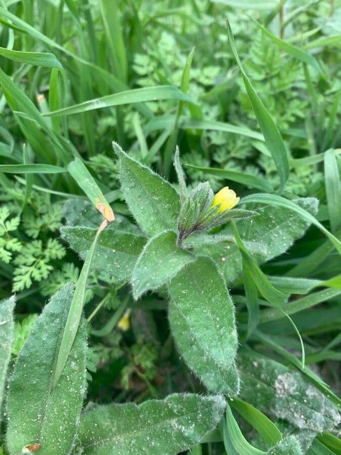 Nonea lutea 9