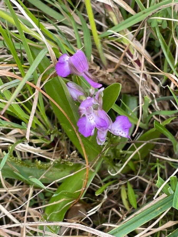 Orchide minore 19