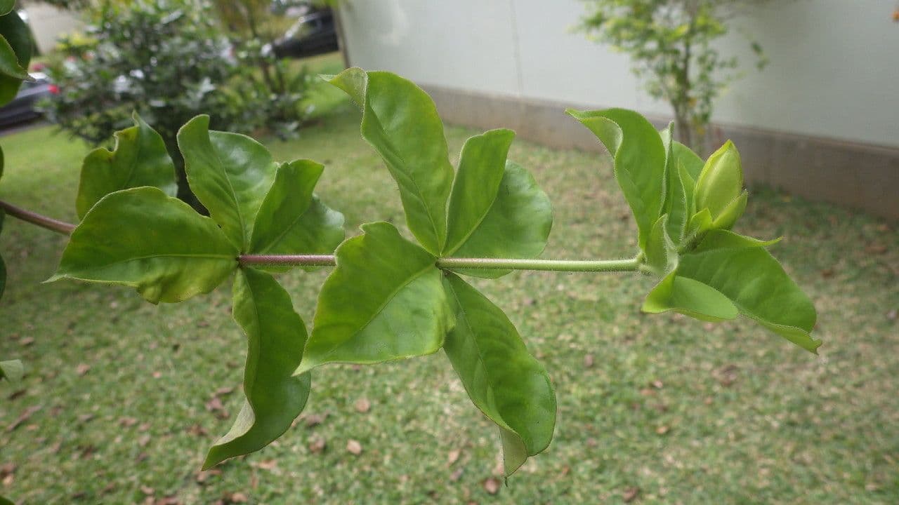 Allamanda viola 26
