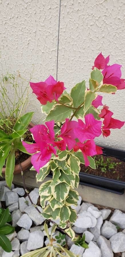 Bougainvillea 5