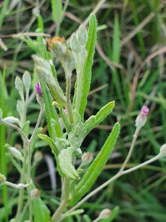 Gutenbergia Rueppella 12