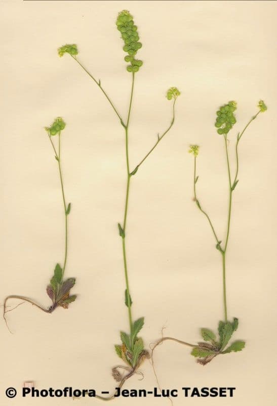 Biscutella 11