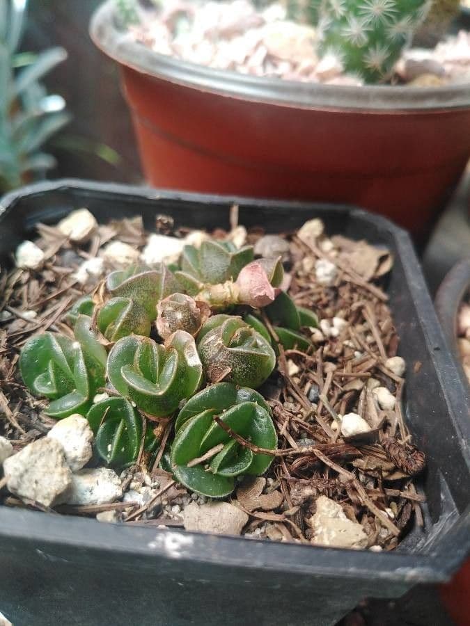 Callisia 8