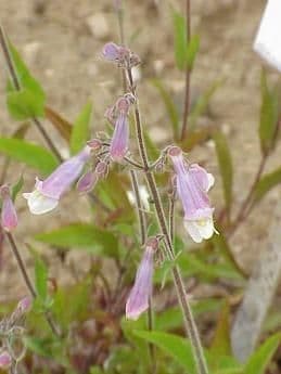 Penstemon gracile 8