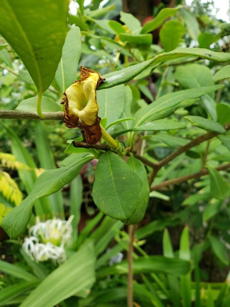 Brunfelsie 10