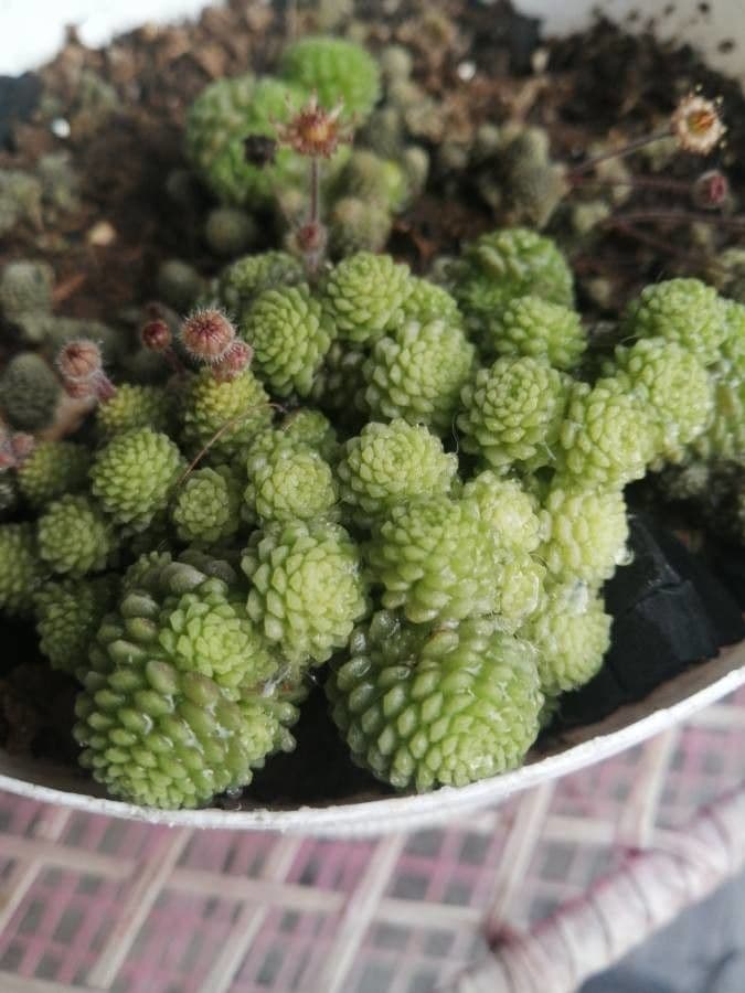 Vielblättrige Monanthes 9
