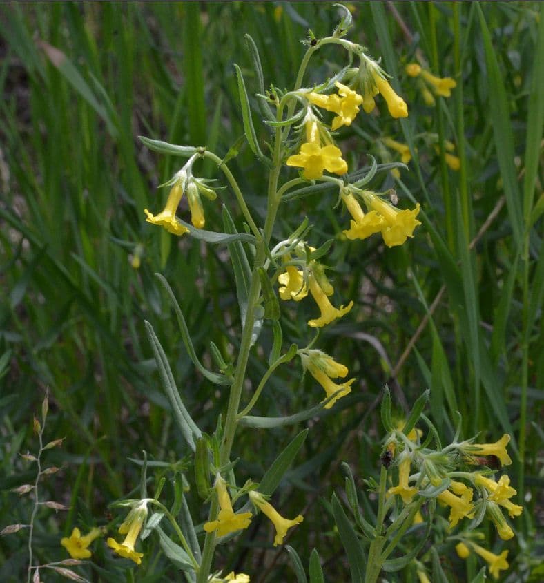 Erba-tosta multiflora 8