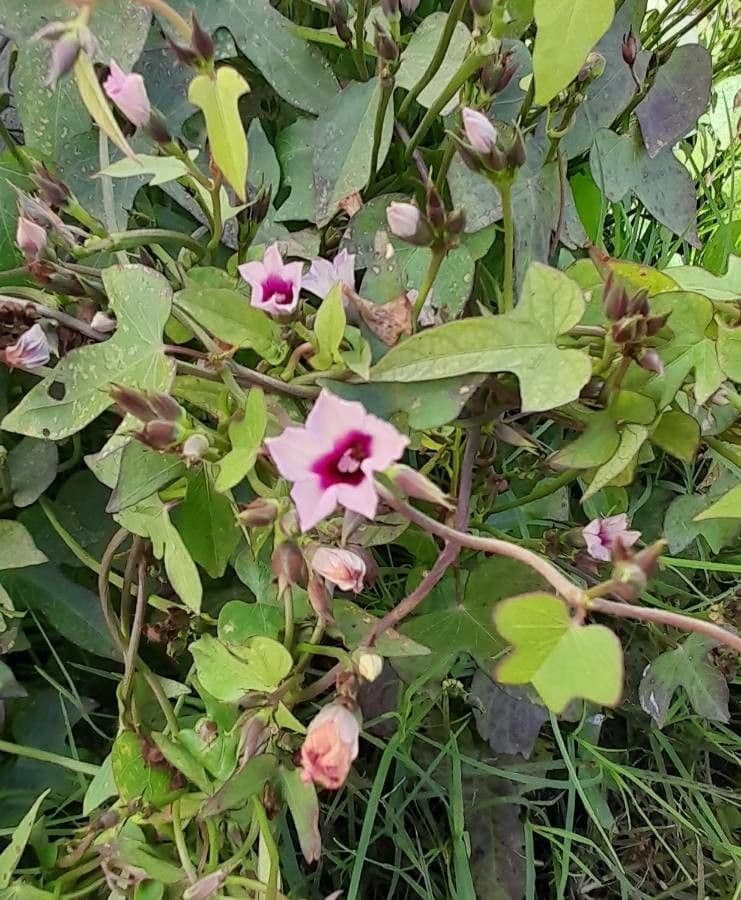 Ipomoea grandifolia 5