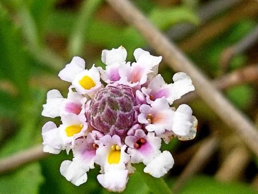 Fila nodiflora 7