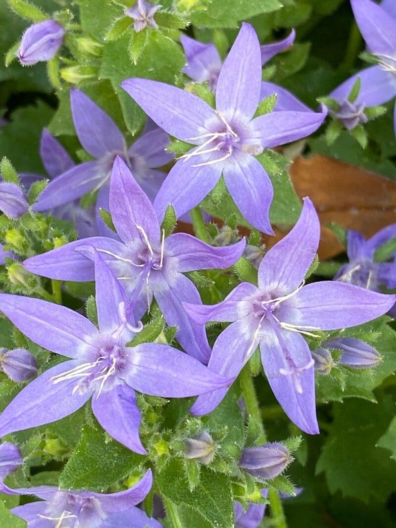 Gargano campanella 3